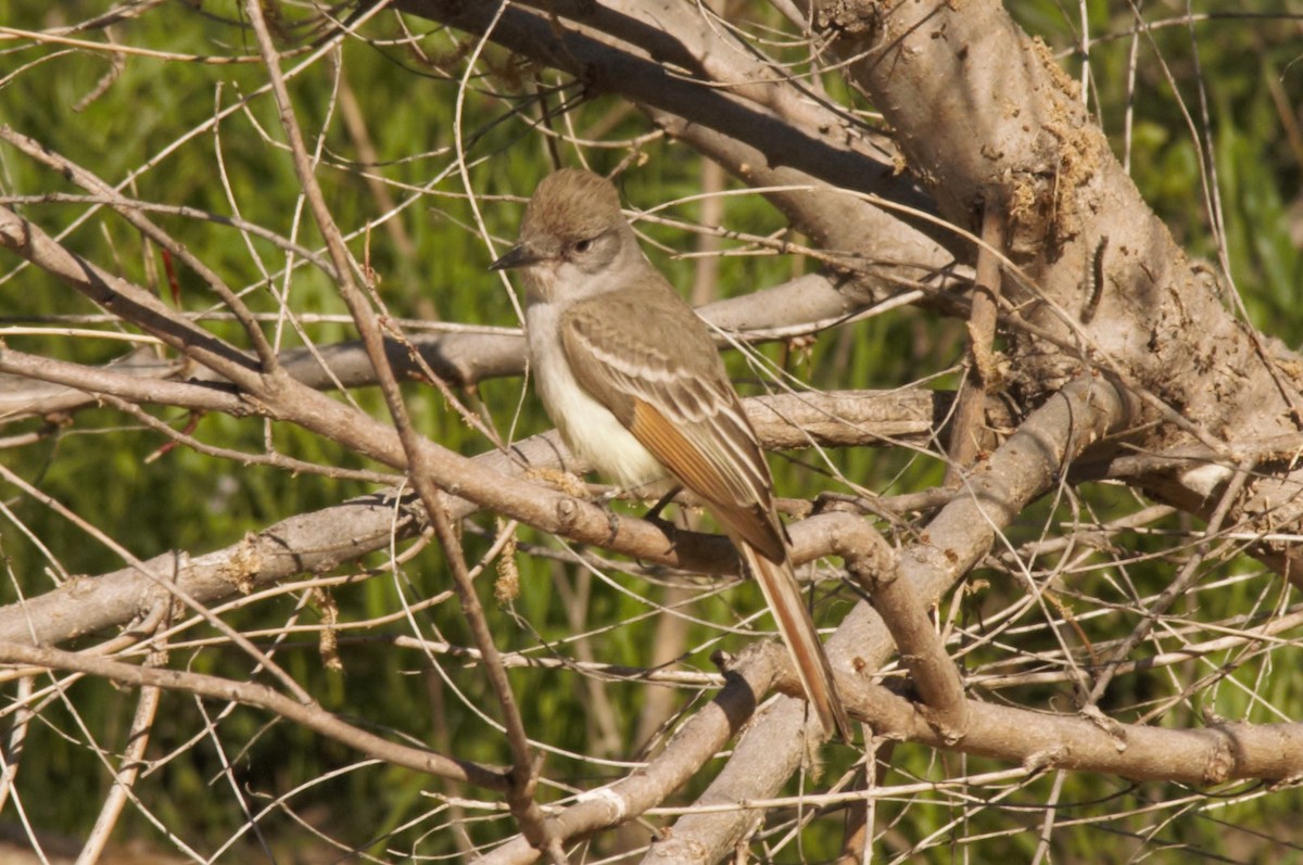 Ash-throated Flycatcher - ML223314101