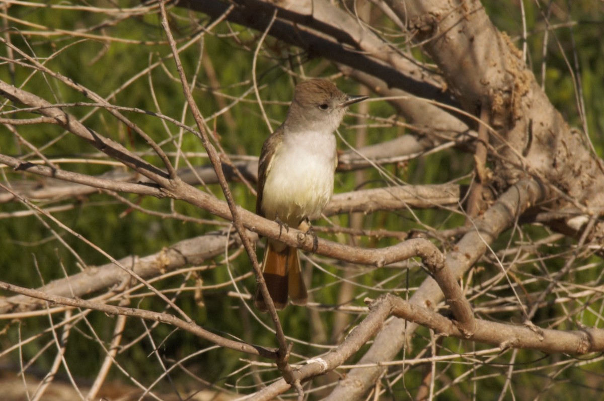 Ash-throated Flycatcher - ML223314121
