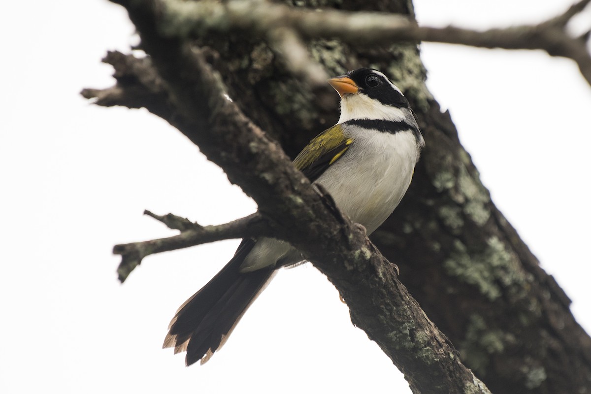 Saffron-billed Sparrow - Luiz Carlos Ramassotti