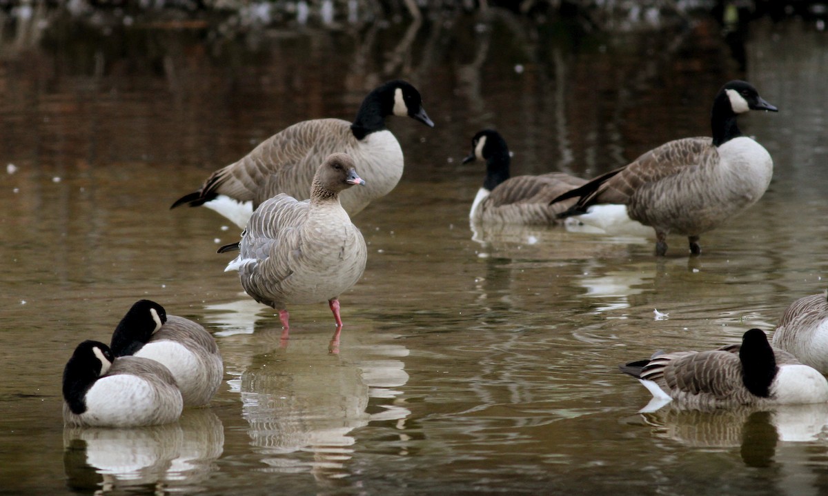 Pink-footed Goose - ML22331481