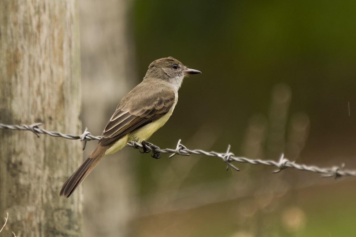 Brown-crested Flycatcher - Luiz Carlos Ramassotti