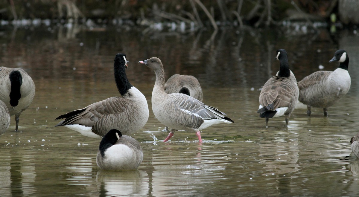 Pink-footed Goose - ML22331511