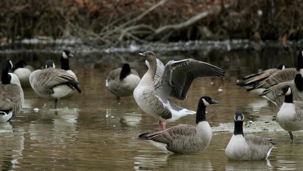 Pink-footed Goose - ML22331551