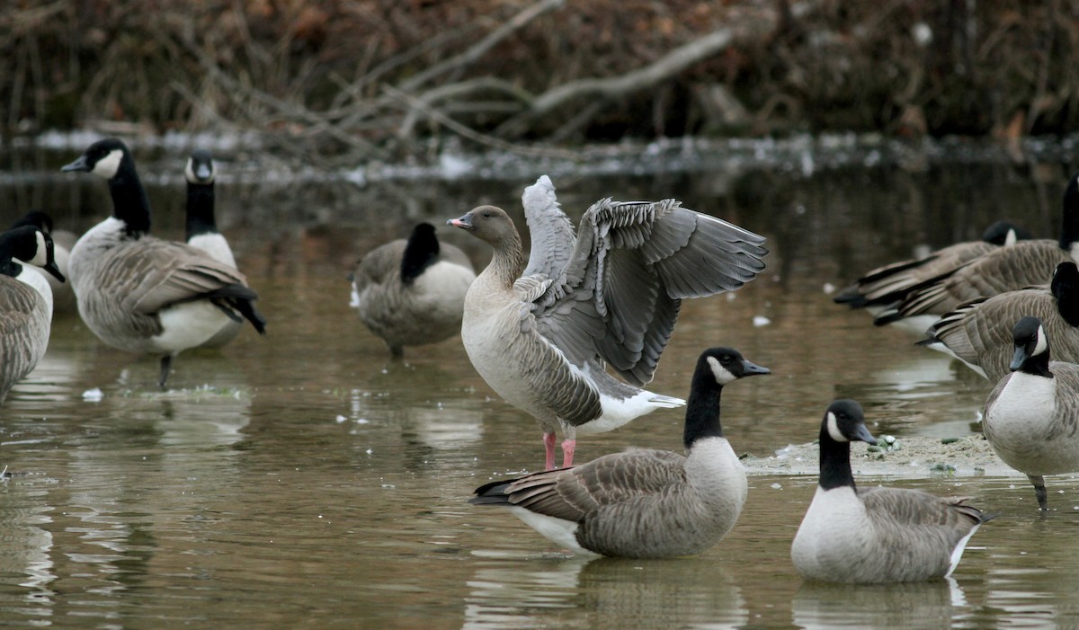 Pink-footed Goose - ML22331571