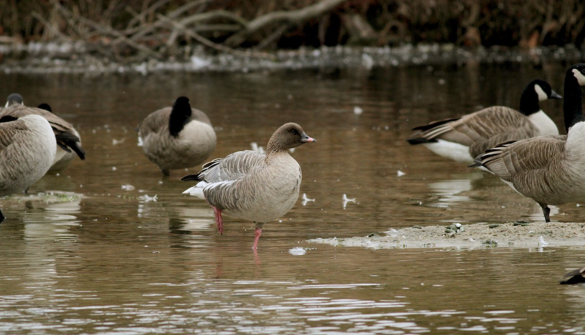 Pink-footed Goose - ML22331591