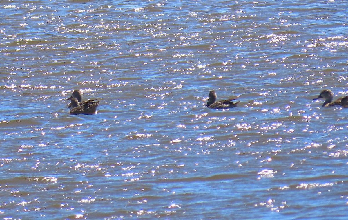 Blue-winged Teal - ML223316211