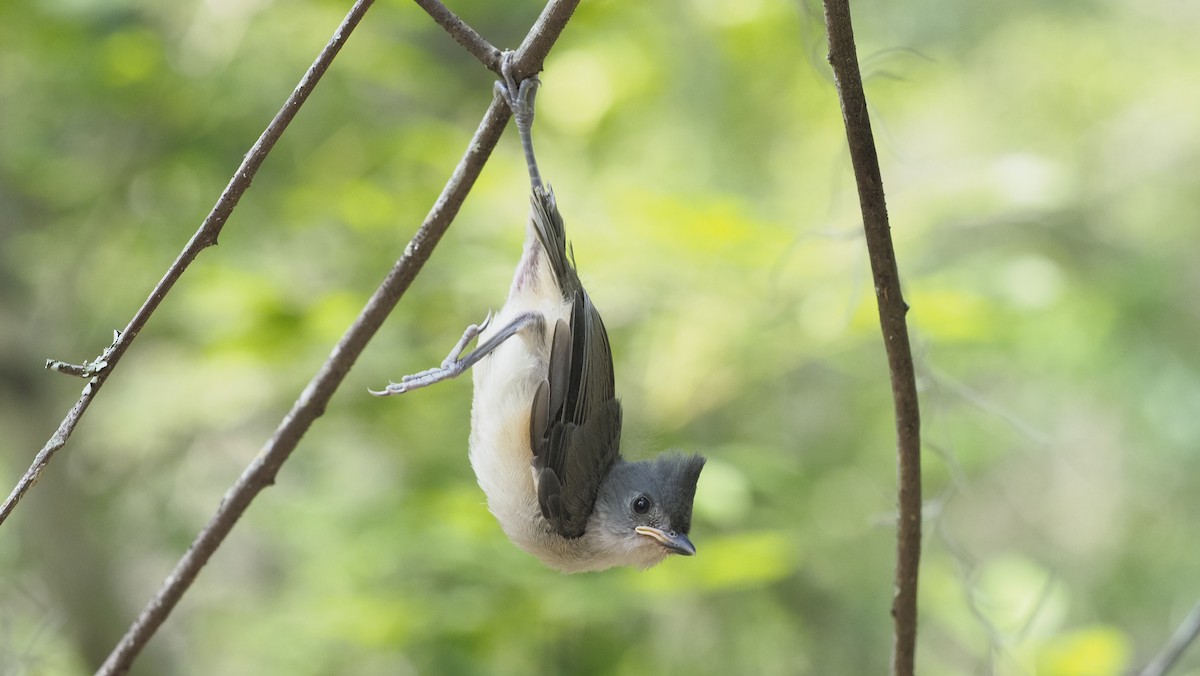 Tufted Titmouse - Frances Meyerson