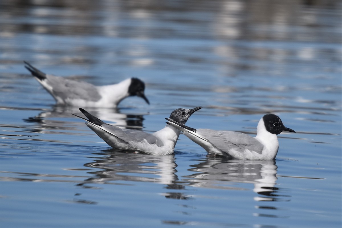 Bonaparte's Gull - ML223317481