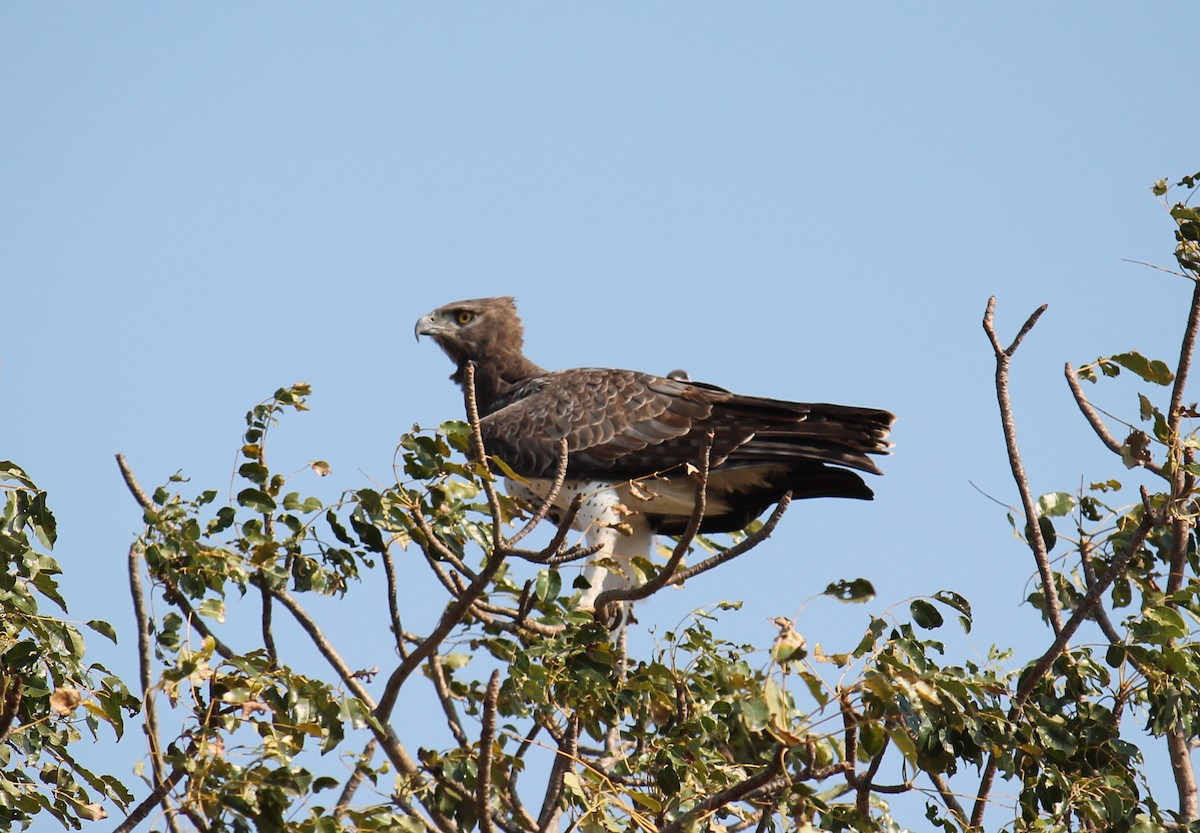 Martial Eagle - ML223317551