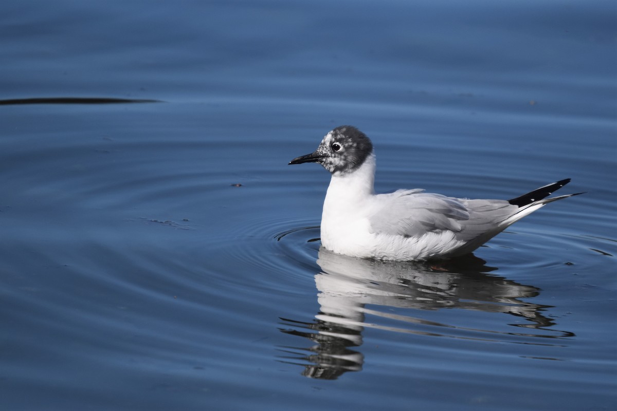 Bonaparte's Gull - Braden Judson