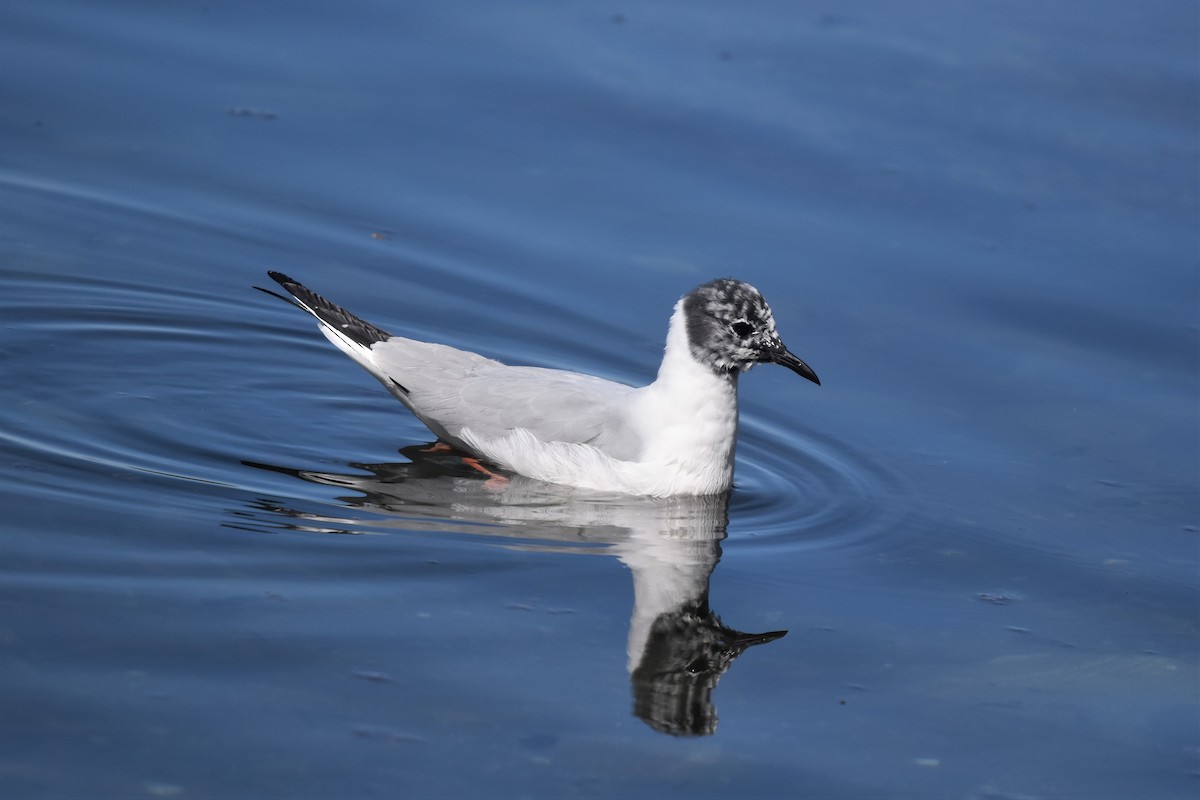 Bonaparte's Gull - ML223317591