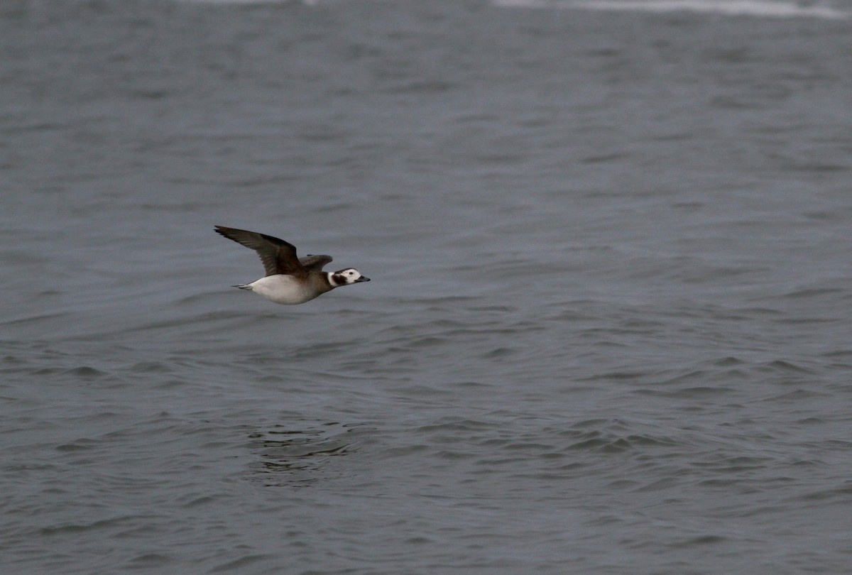 Long-tailed Duck - ML22331991