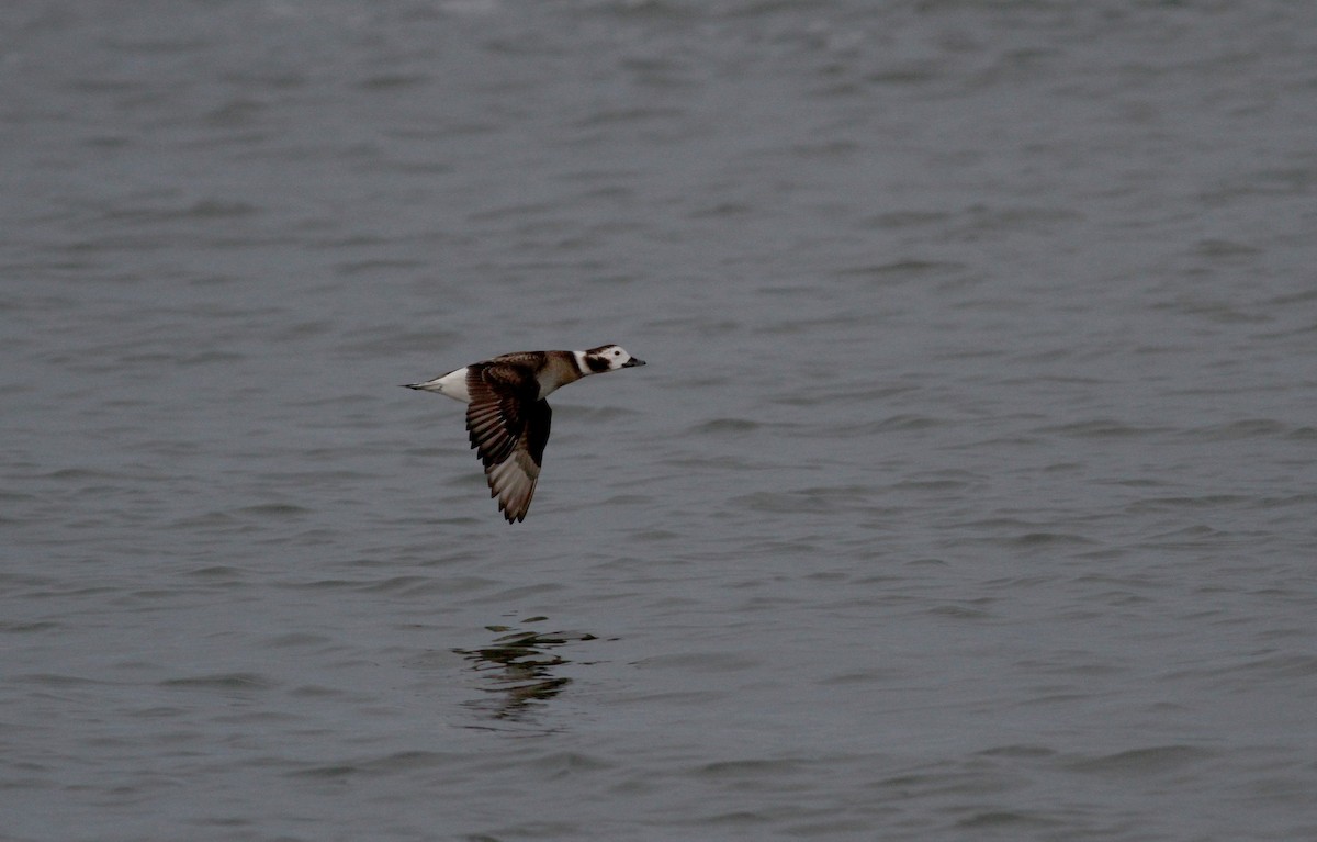 Long-tailed Duck - ML22332001