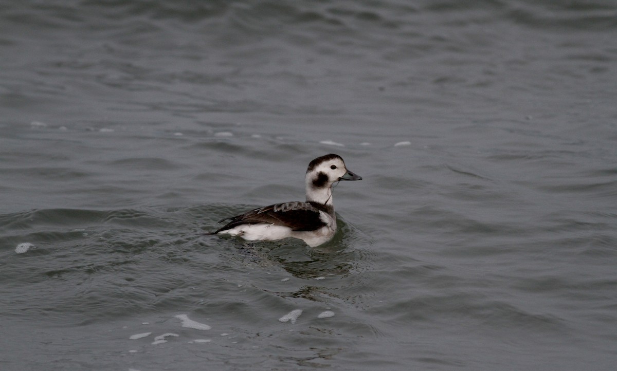Long-tailed Duck - ML22332021