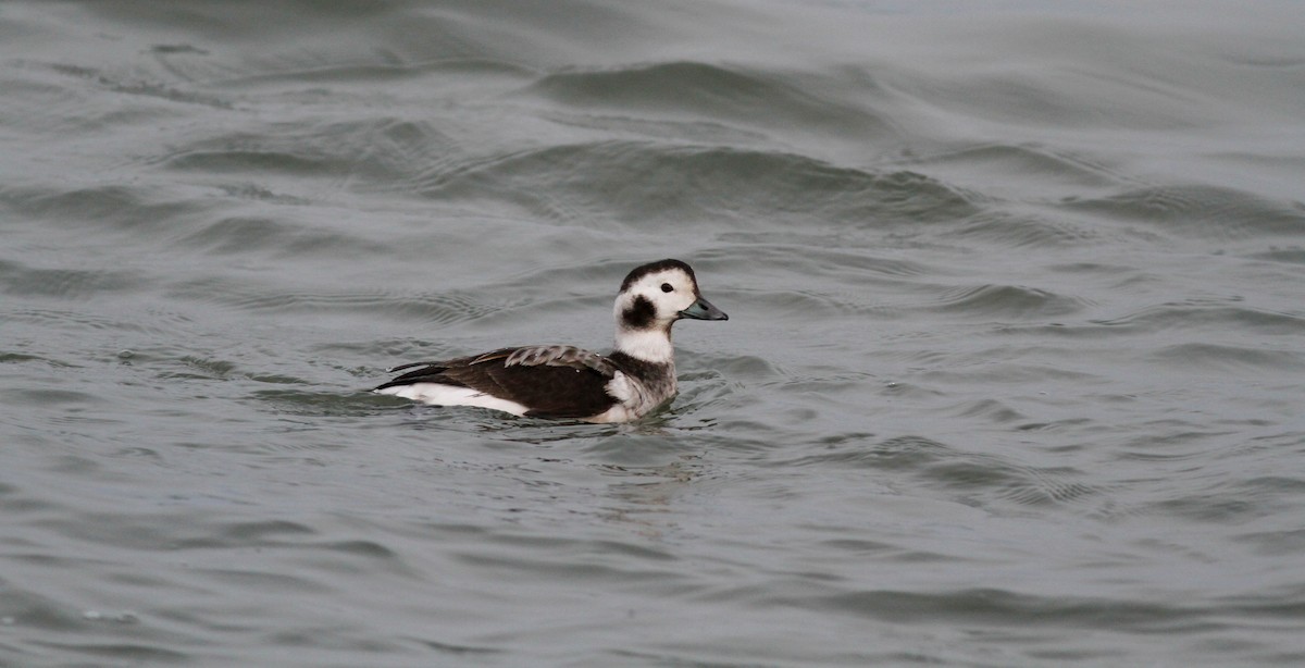 Long-tailed Duck - ML22332031