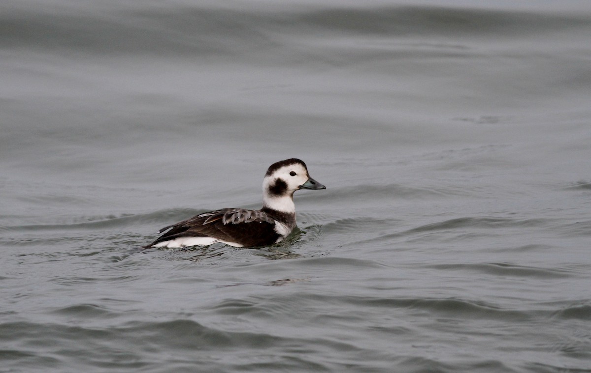 Long-tailed Duck - ML22332041