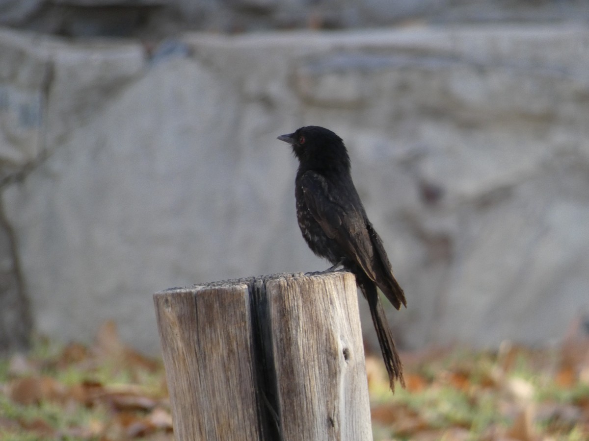 Fork-tailed Drongo - ML223320411