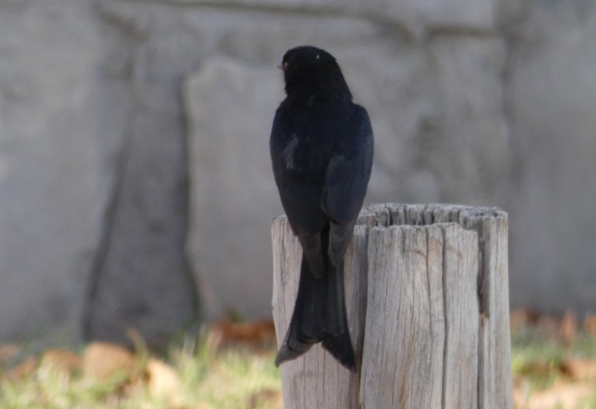 Fork-tailed Drongo - ML223320751