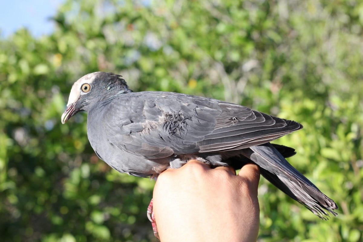 White-crowned Pigeon - ML223321921