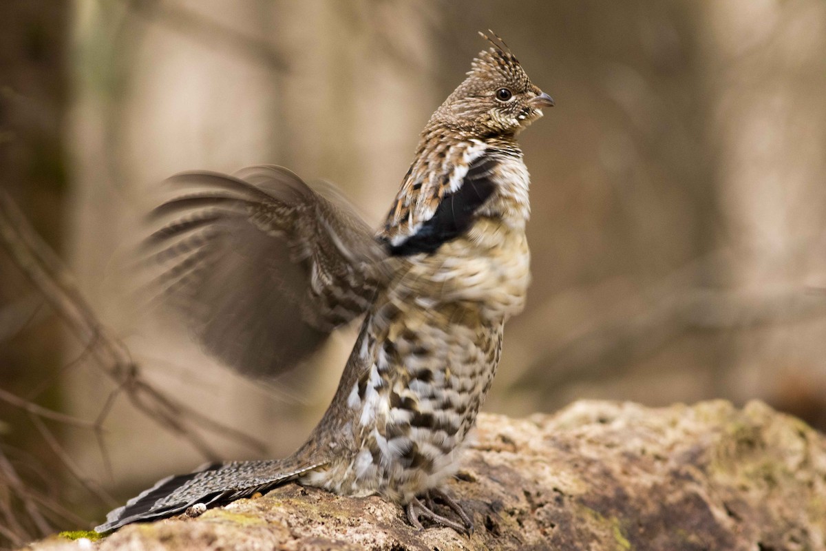 Ruffed Grouse - ML223322621