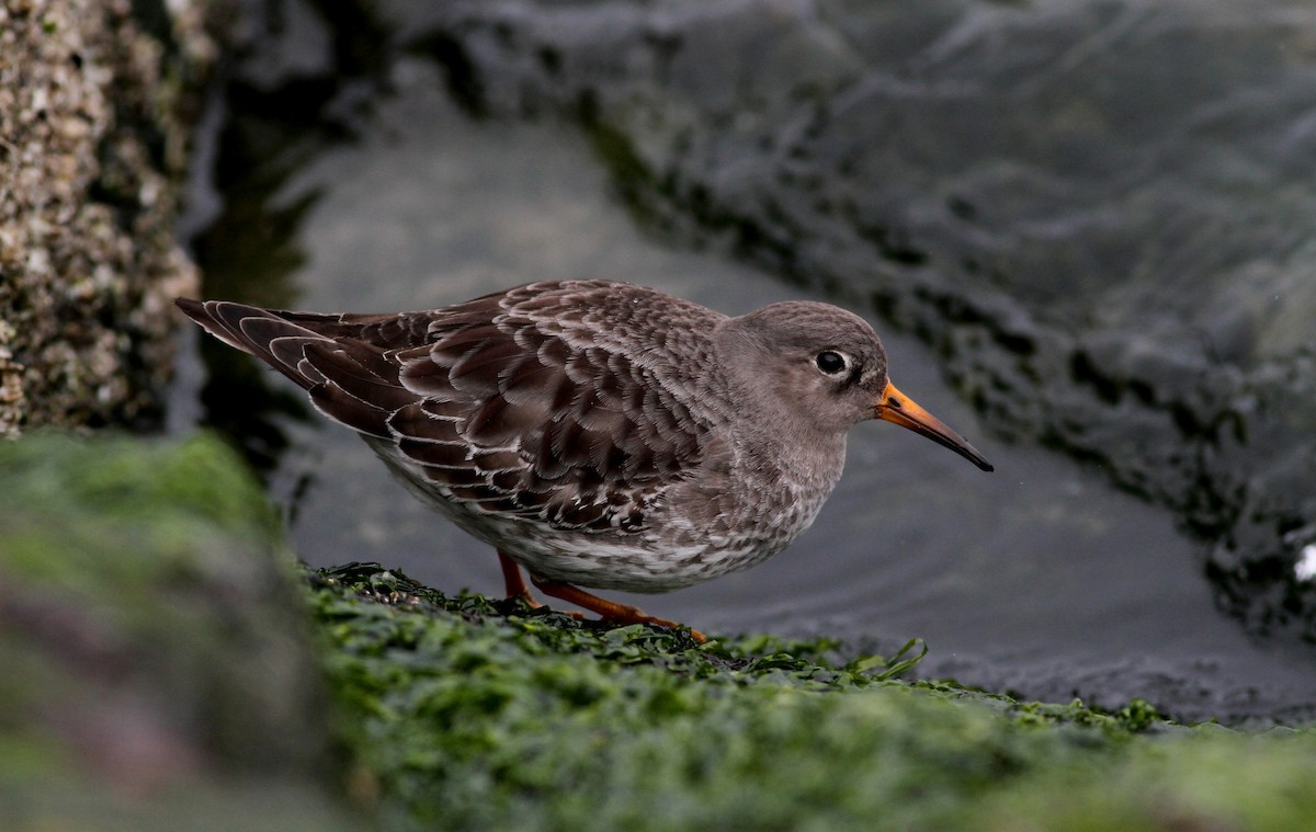 Purple Sandpiper - Jay McGowan