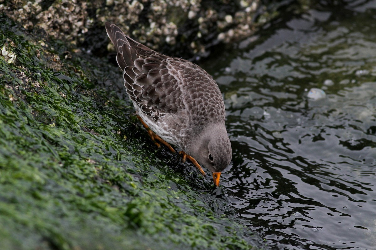 Purple Sandpiper - Jay McGowan