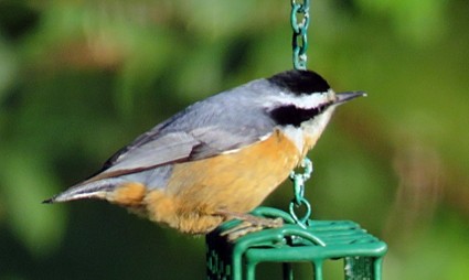 Red-breasted Nuthatch - ML223324261