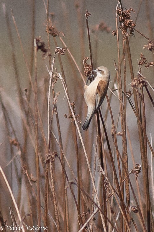 Eurasian Penduline-Tit - ML22332481