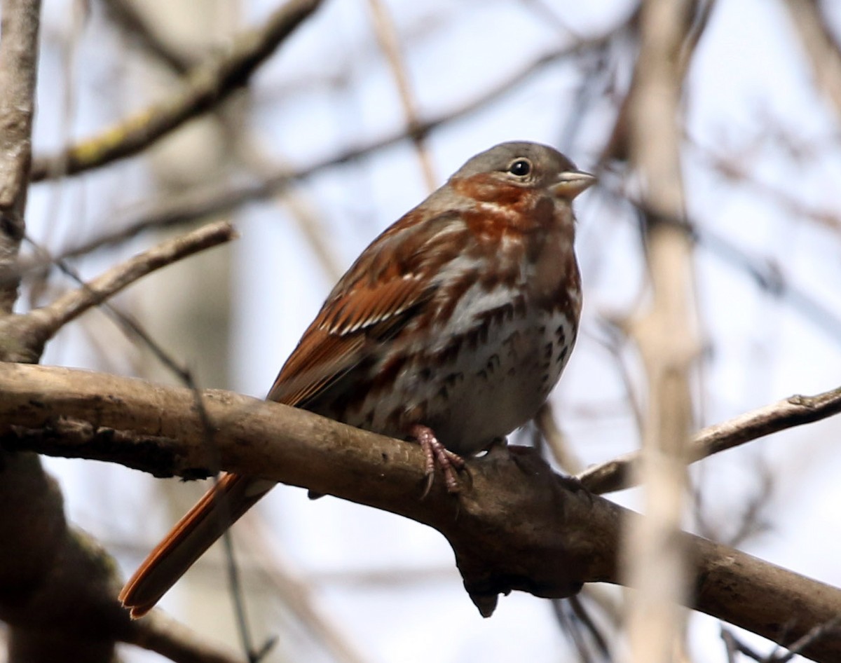 Fox Sparrow - heather bagg