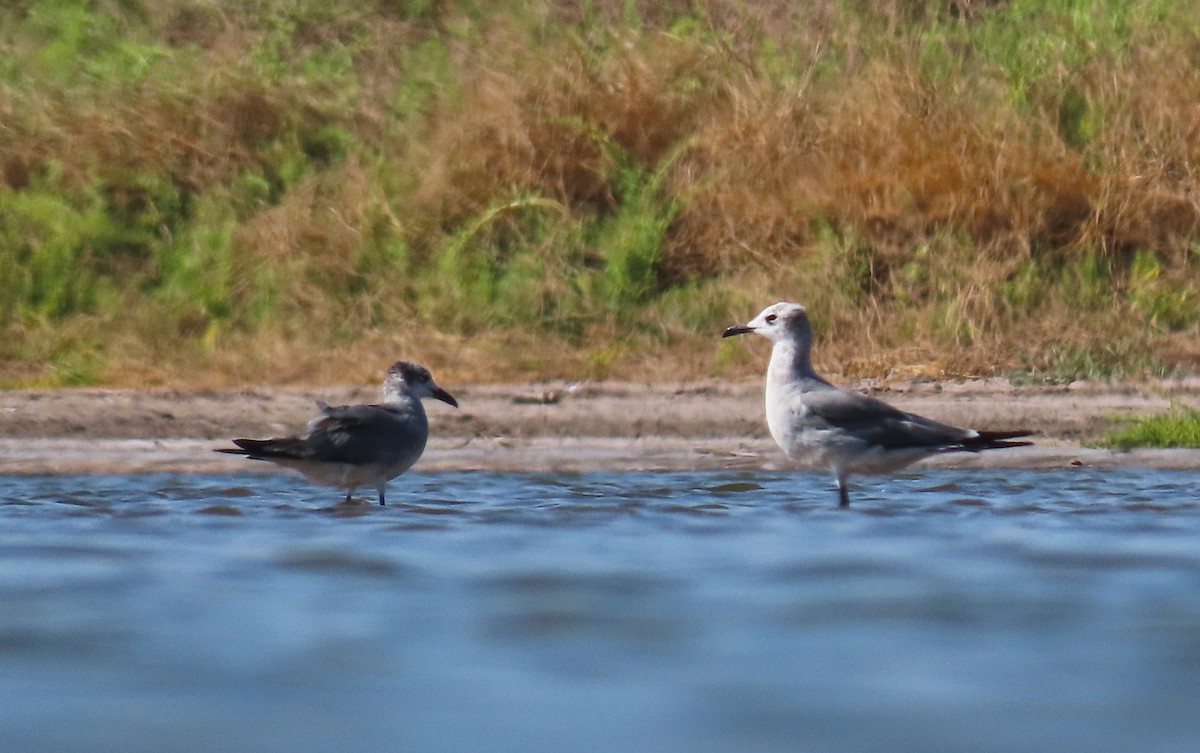 Laughing Gull - ML223325571