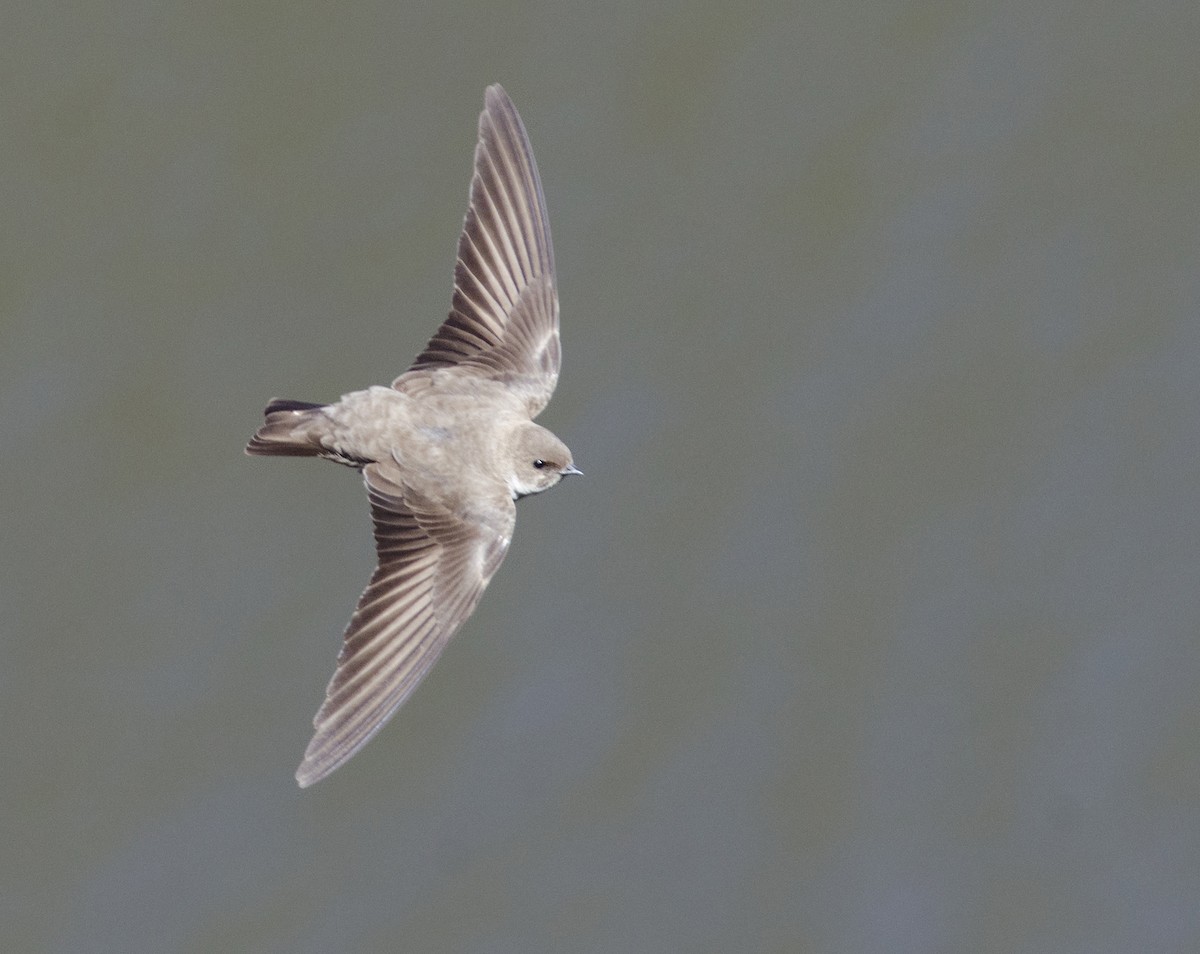 Eurasian Crag-Martin - Joshua Vandermeulen