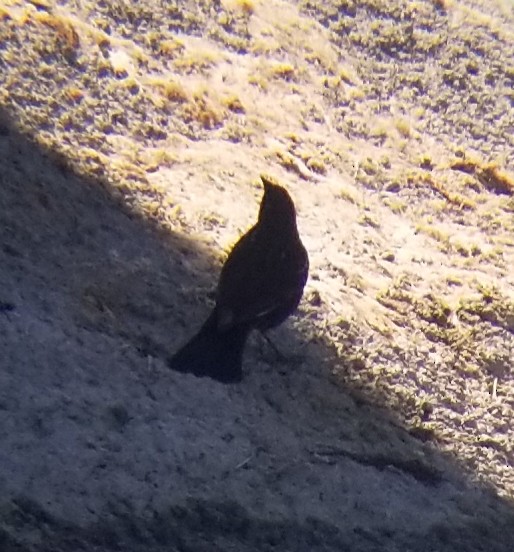 Red-winged Blackbird - ML223329081