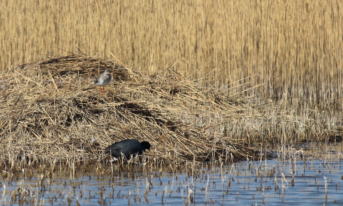 Common Redshank - ML223329731