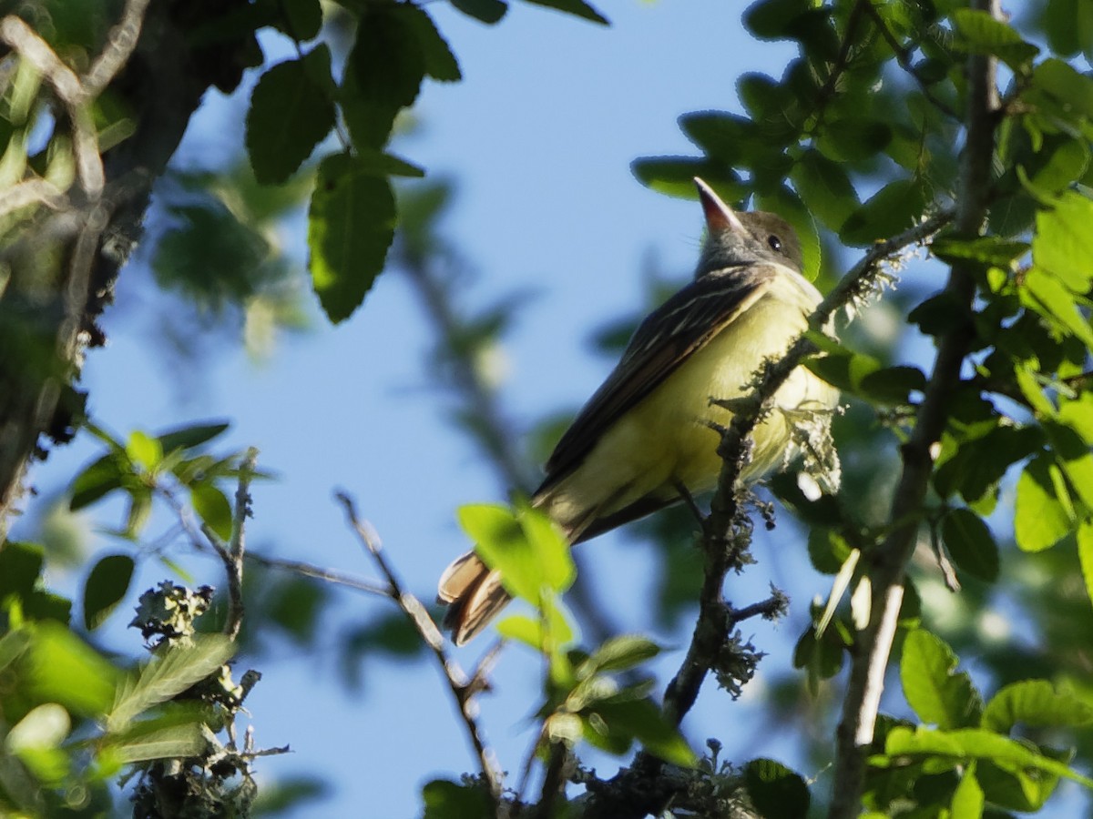 Great Crested Flycatcher - ML223331271