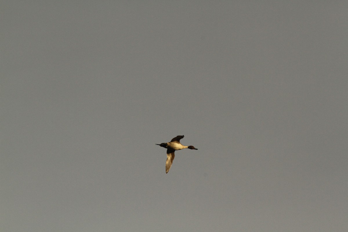 Northern Pintail - Cole Winstanley