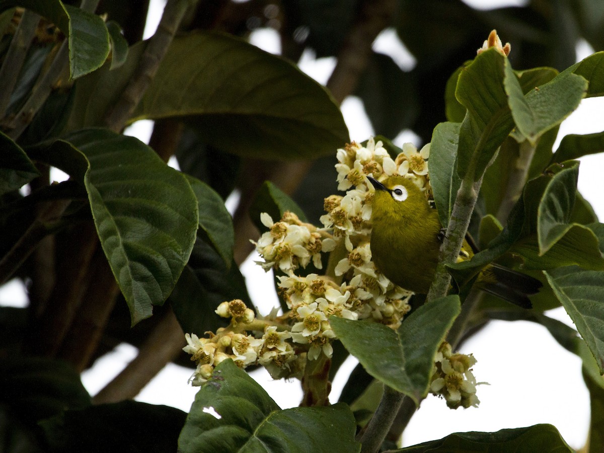 Kilimanjaro White-eye - ML223333531