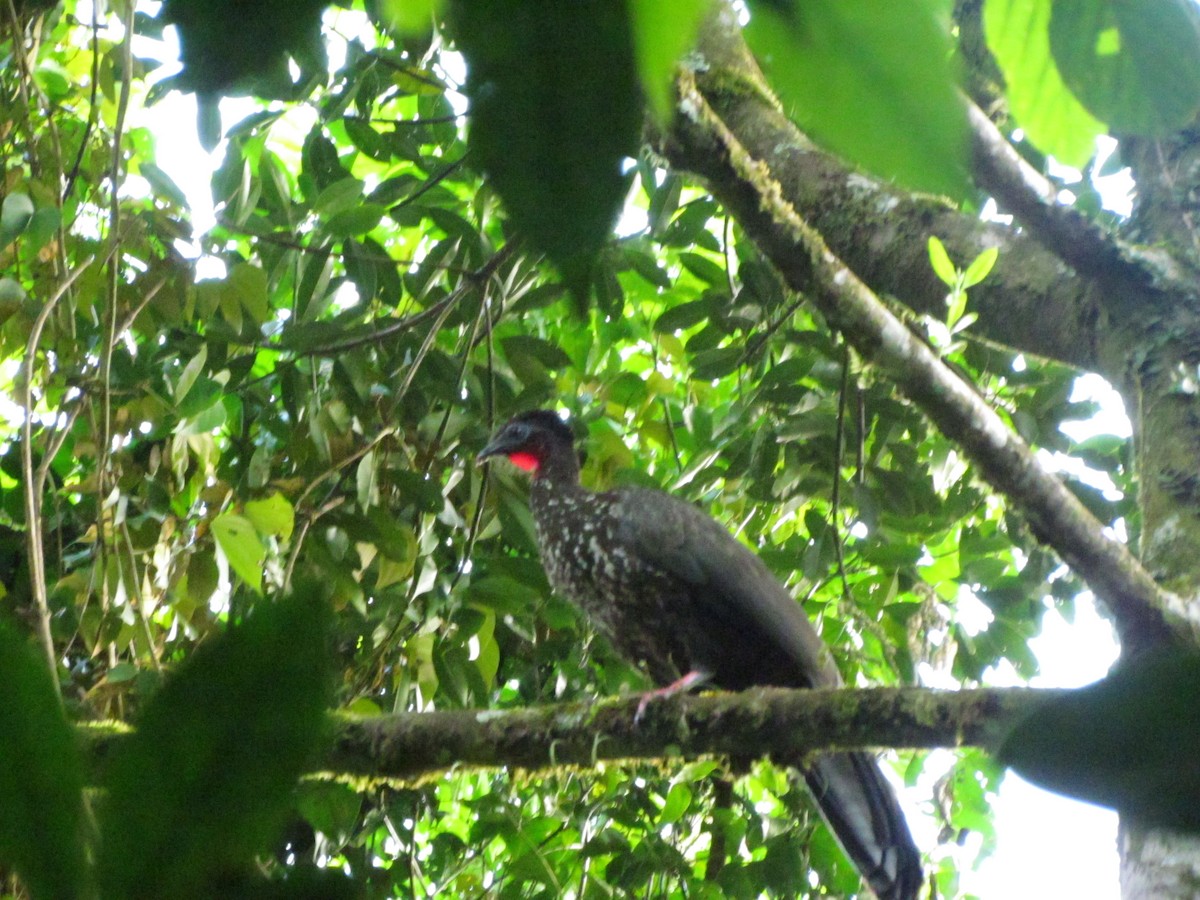 Crested Guan - ML223334431