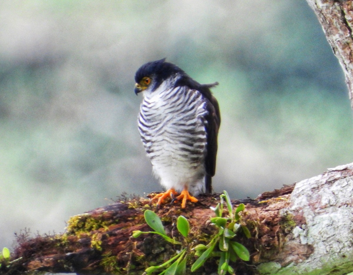 krahulík andský - ML223334491