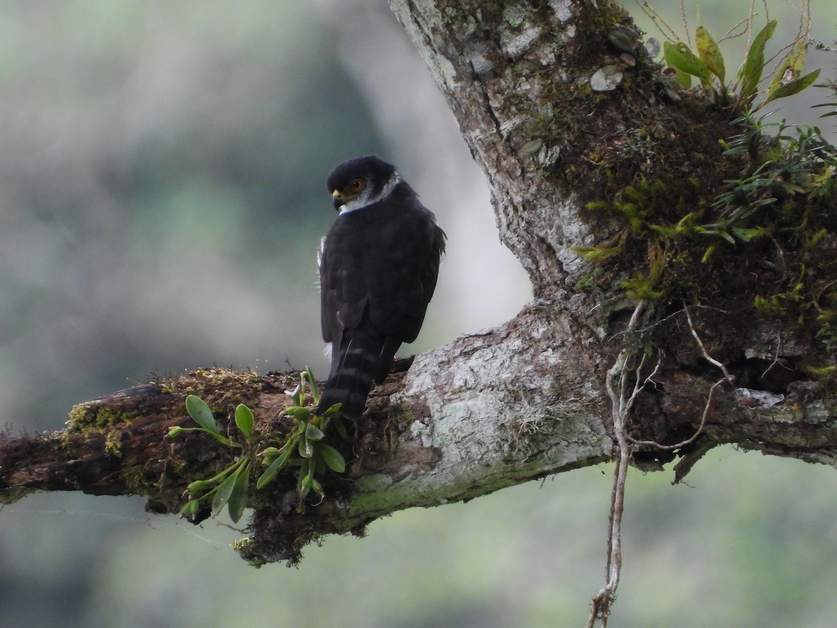 krahulík andský - ML223334501