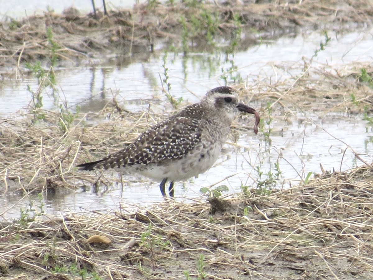 American Golden-Plover - ML223334721