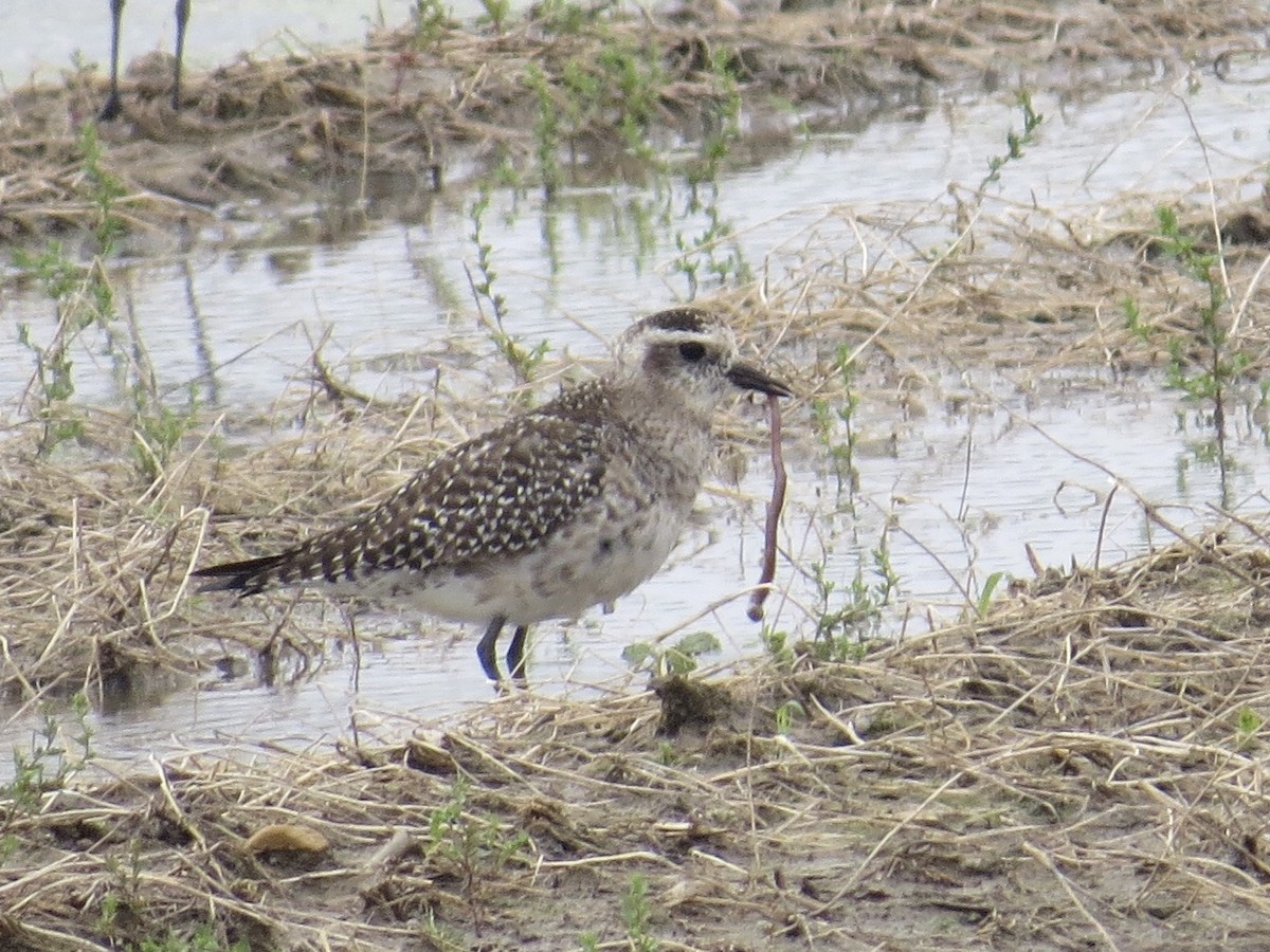 American Golden-Plover - ML223334741