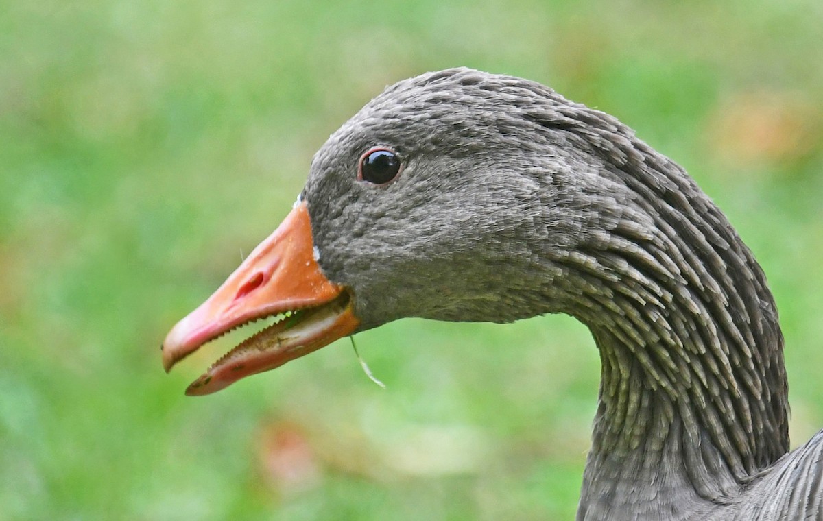 Graylag Goose (Domestic type) - ML223335361