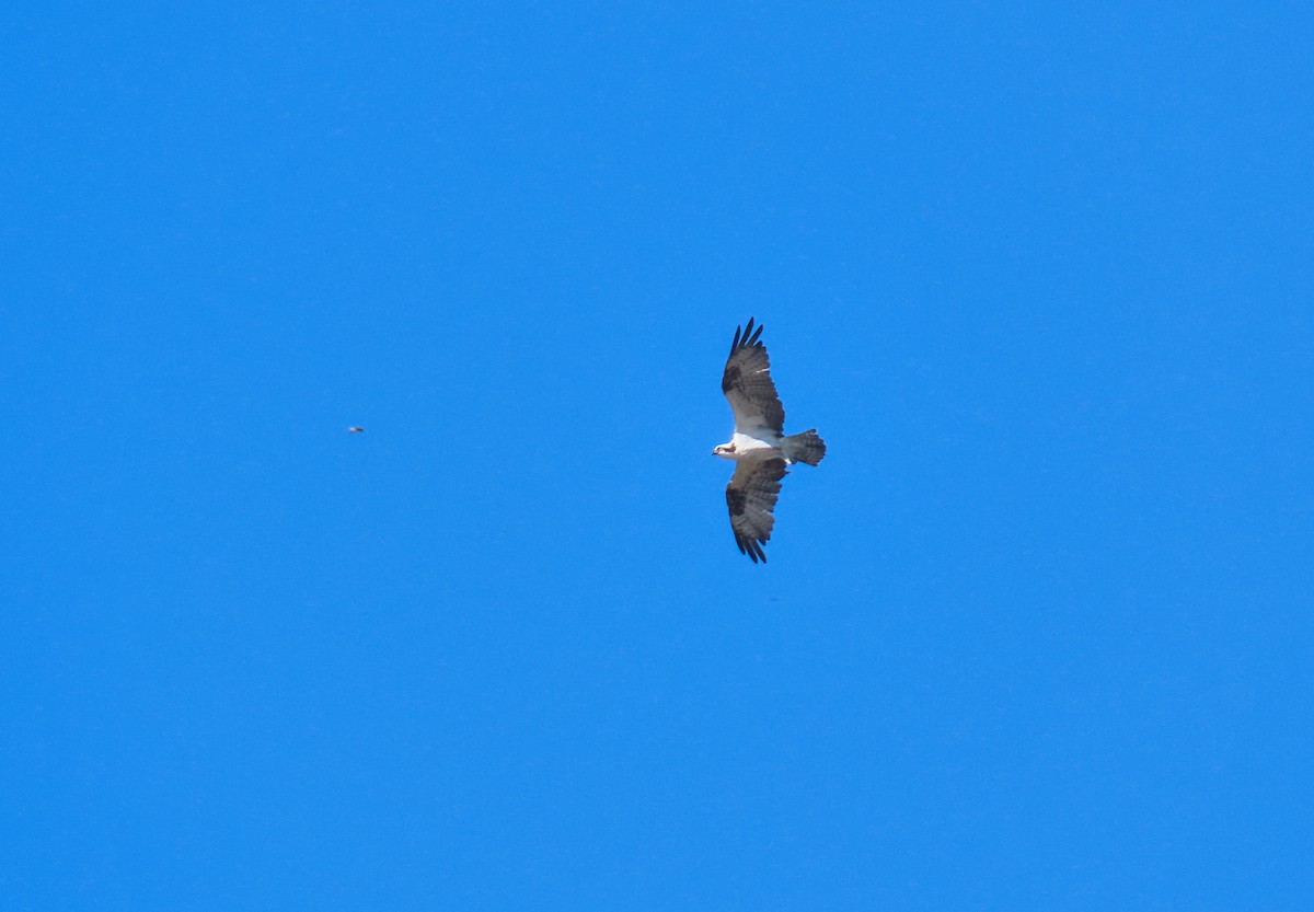 Osprey - Denilson  Ordoñez