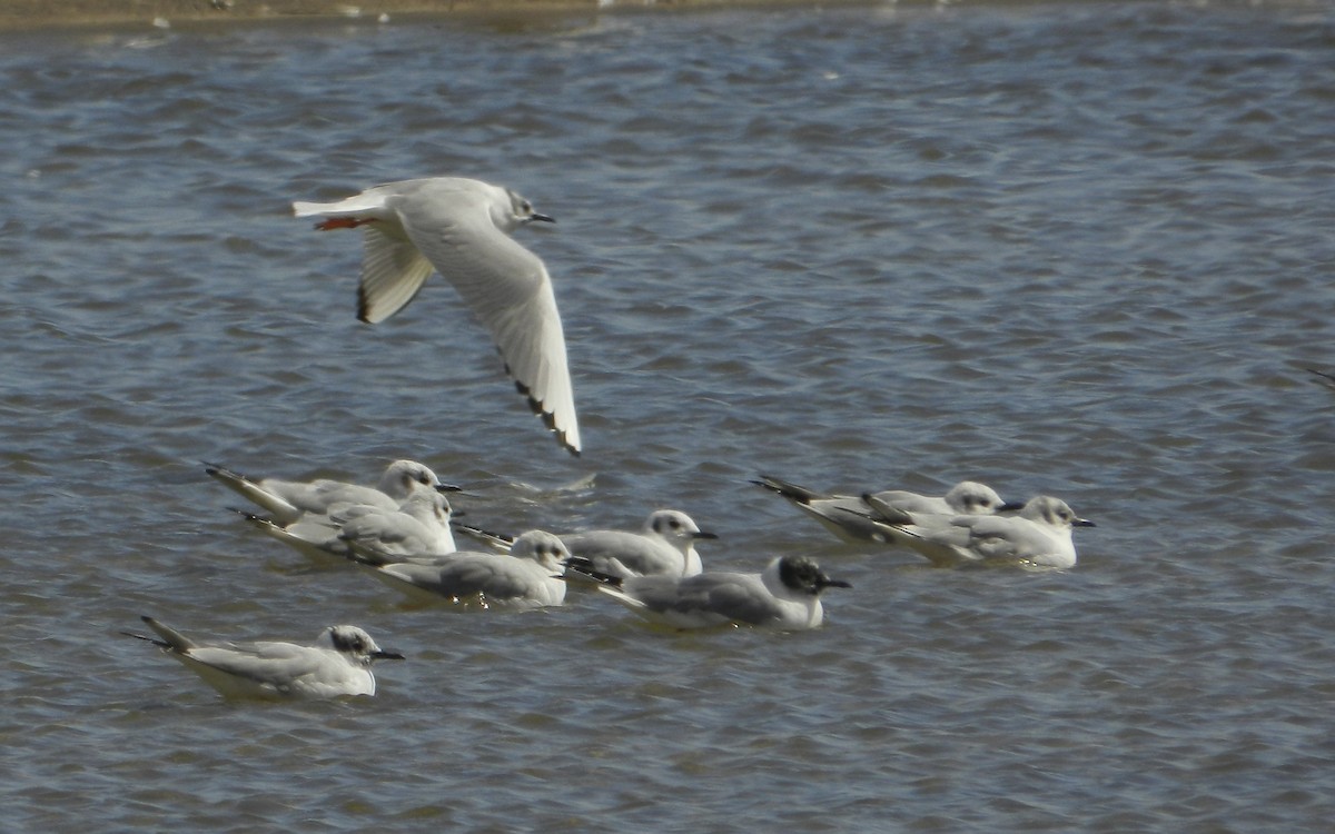 Bonaparte's Gull - Kellie Superina