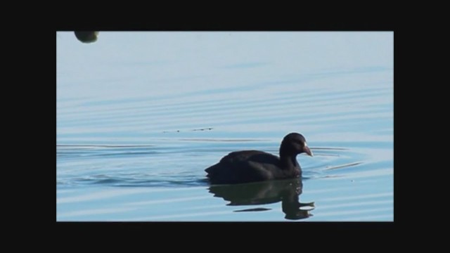 Foulque leucoptère - ML223338471