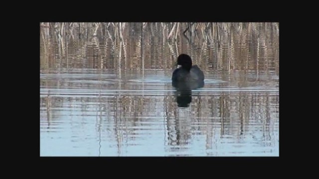 Foulque à jarretières - ML223338781