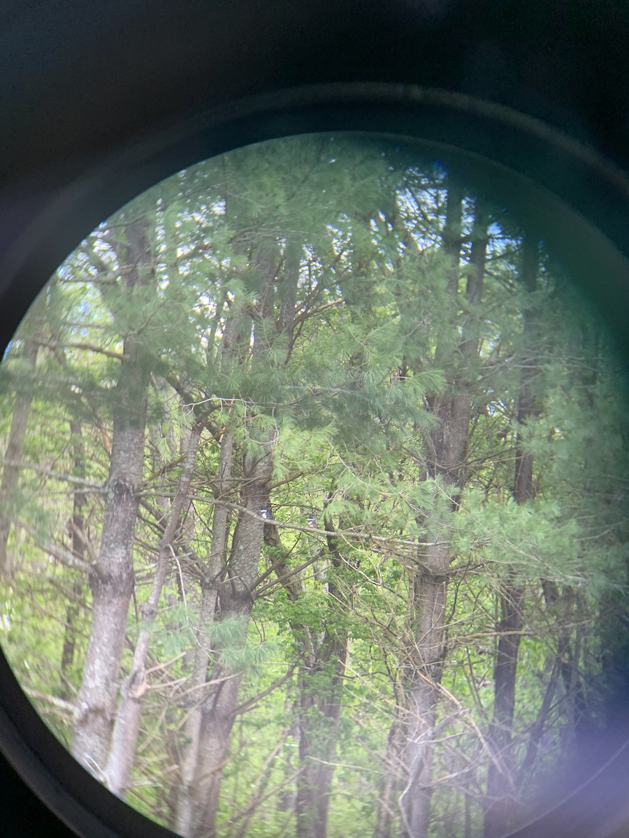 Belted Kingfisher - ML223339531