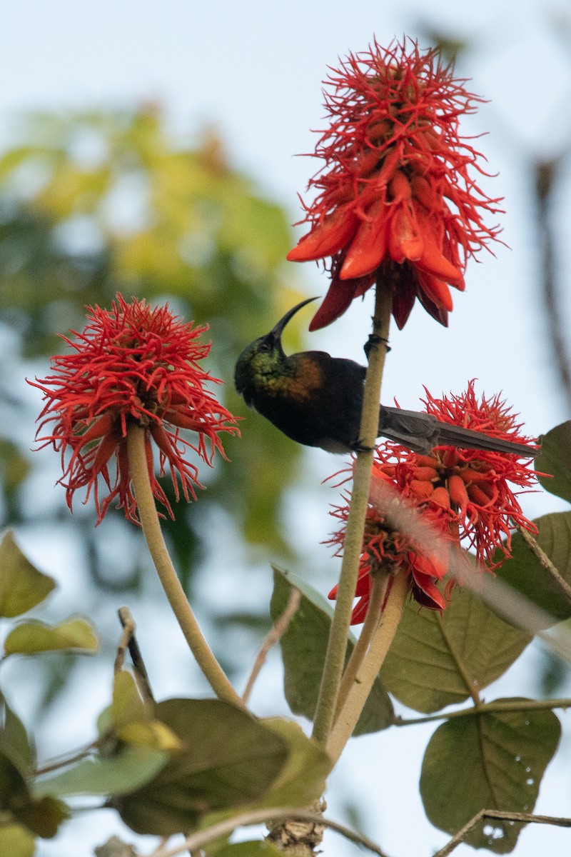 Bronze Sunbird - ML223339791