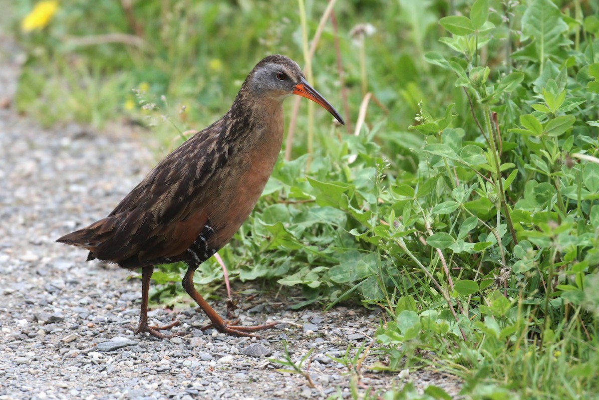 Virginia Rail - ML223339861