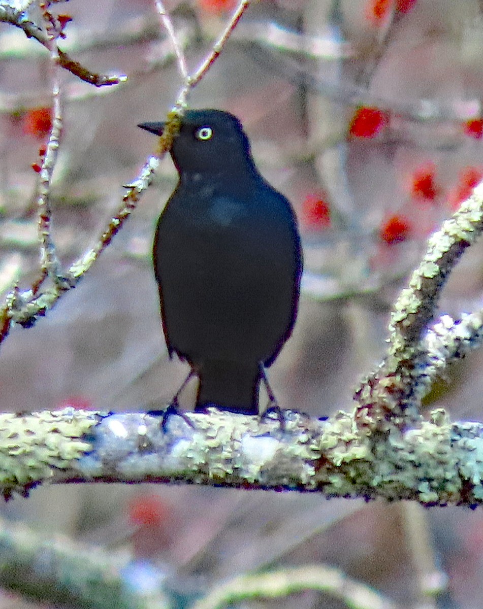 Rusty Blackbird - ML223340961